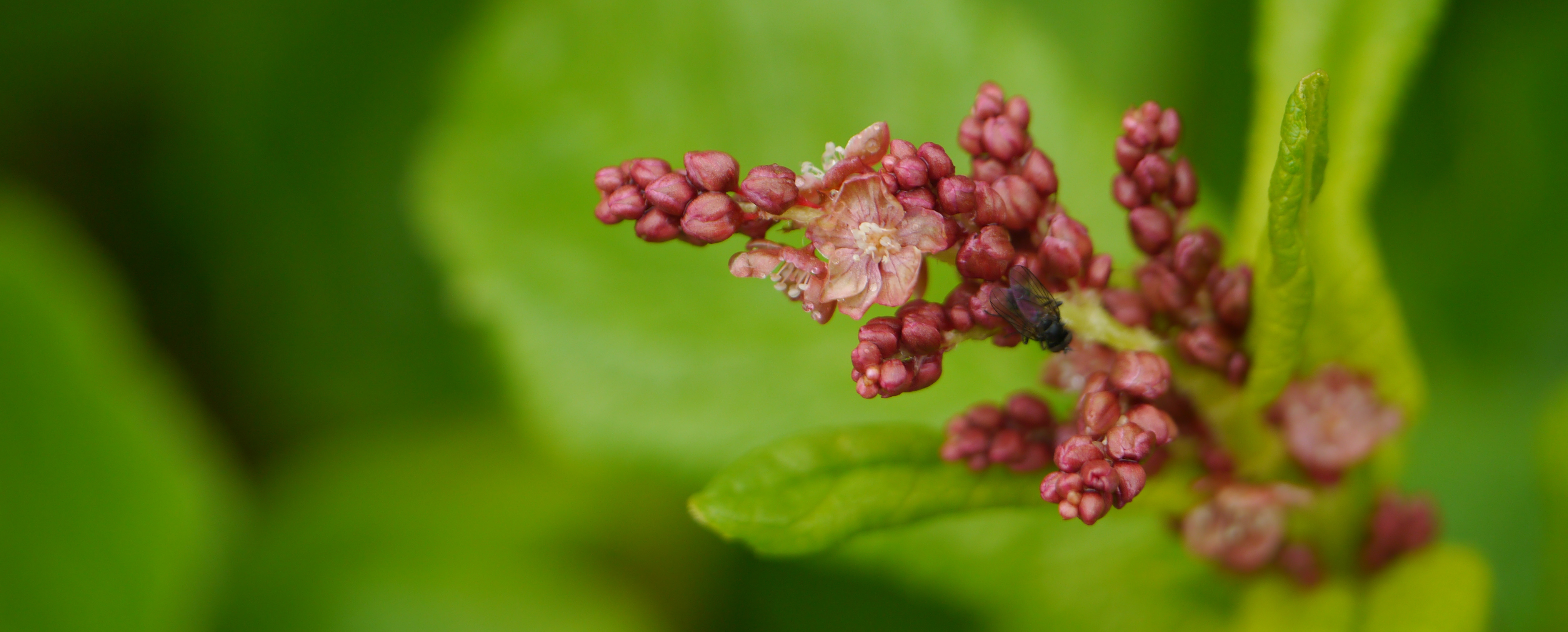 aconogonom rumicifolium